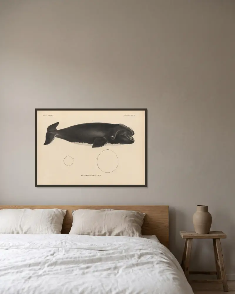 Balaenoptera Antarctica, 1833 – Nr. 2, Coenraad Jacob Temminck v rámu na stěně
