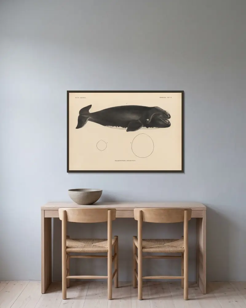 Balaenoptera Antarctica, 1833 – Nr. 2, Coenraad Jacob Temminck v rámu na stěně