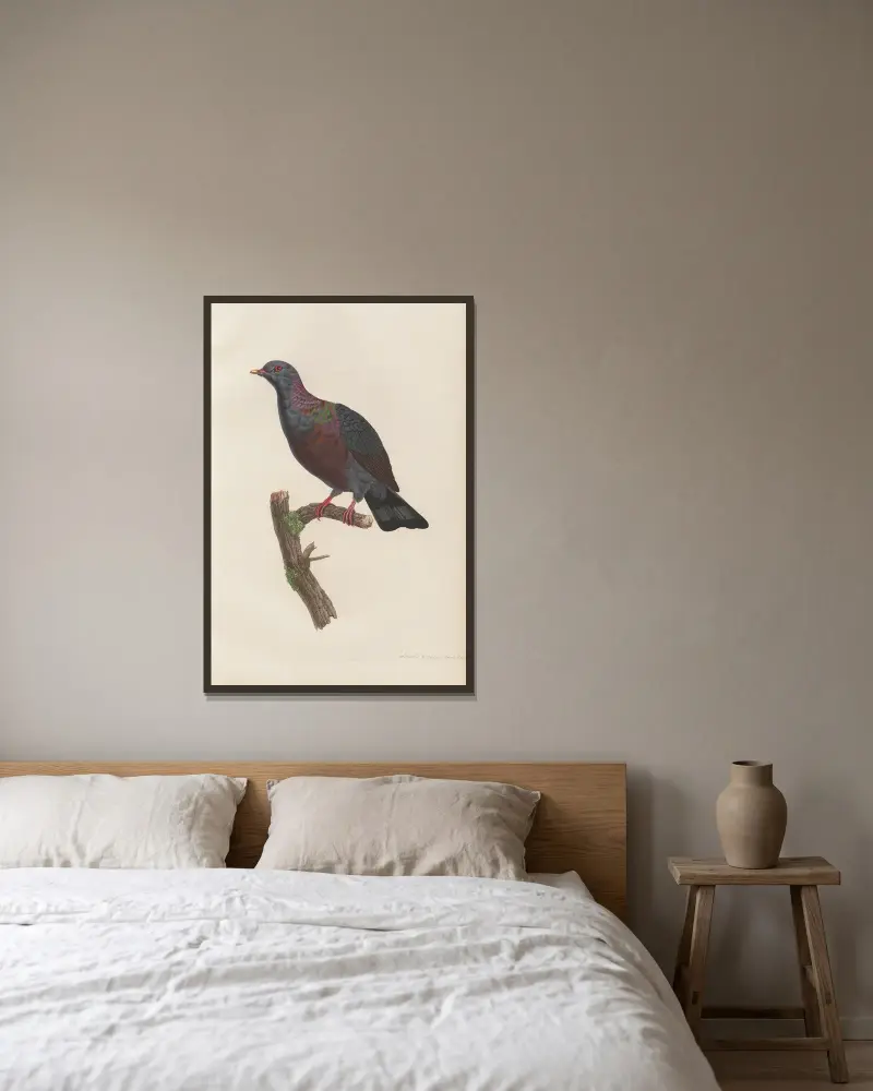 Ringeltaube von Coenraad Jacob Temminck gerahmt an einer Wand