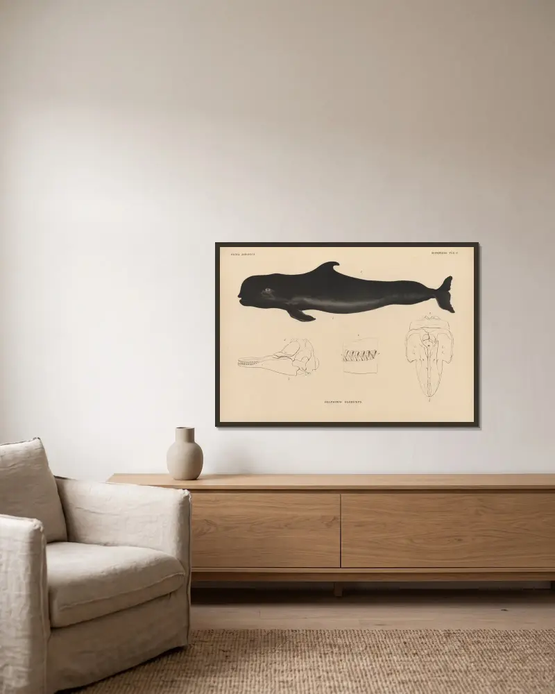 Delphinus globiceps von Coenraad Jacob Temminck gerahmt an einer Wand