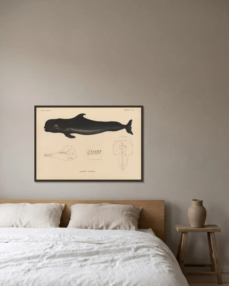 Delphinus globiceps von Coenraad Jacob Temminck gerahmt an einer Wand