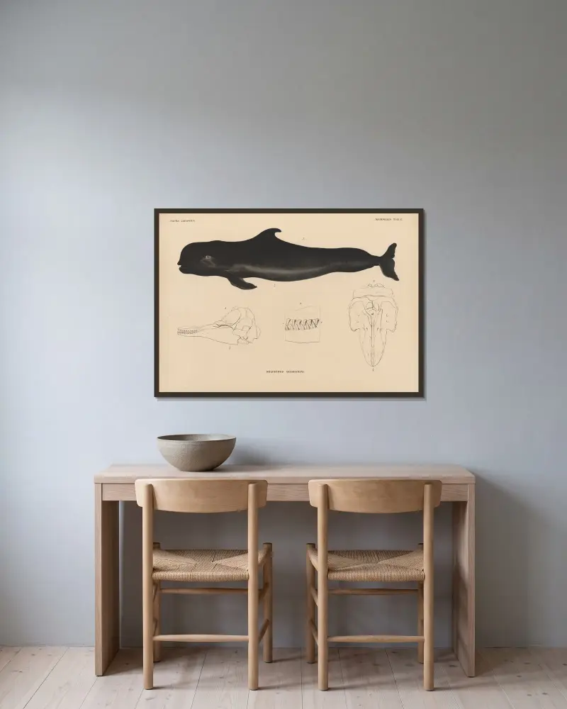 Delphinus globiceps von Coenraad Jacob Temminck gerahmt an einer Wand