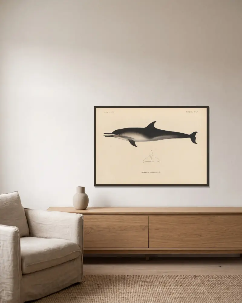 Delphinus Longirostris von Coenraad Jacob Temminck gerahmt an einer Wand