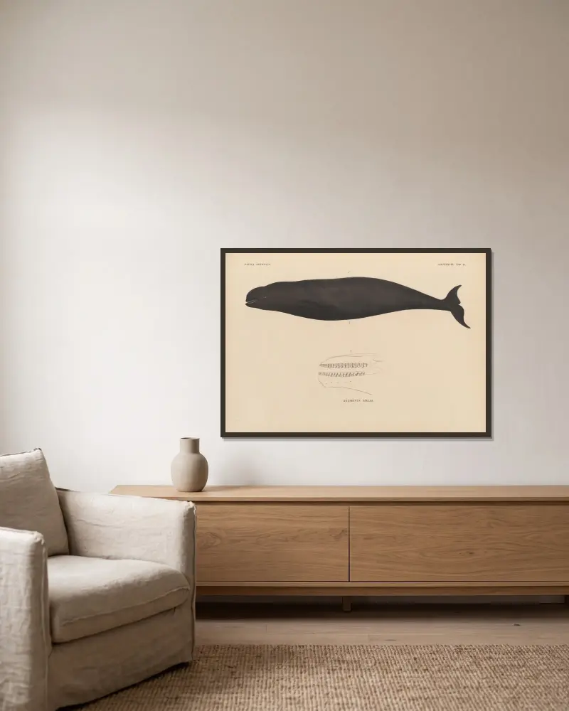 Delphinus Melas, 1833 – Nr. 2 von Coenraad Jacob Temminck gerahmt an einer Wand