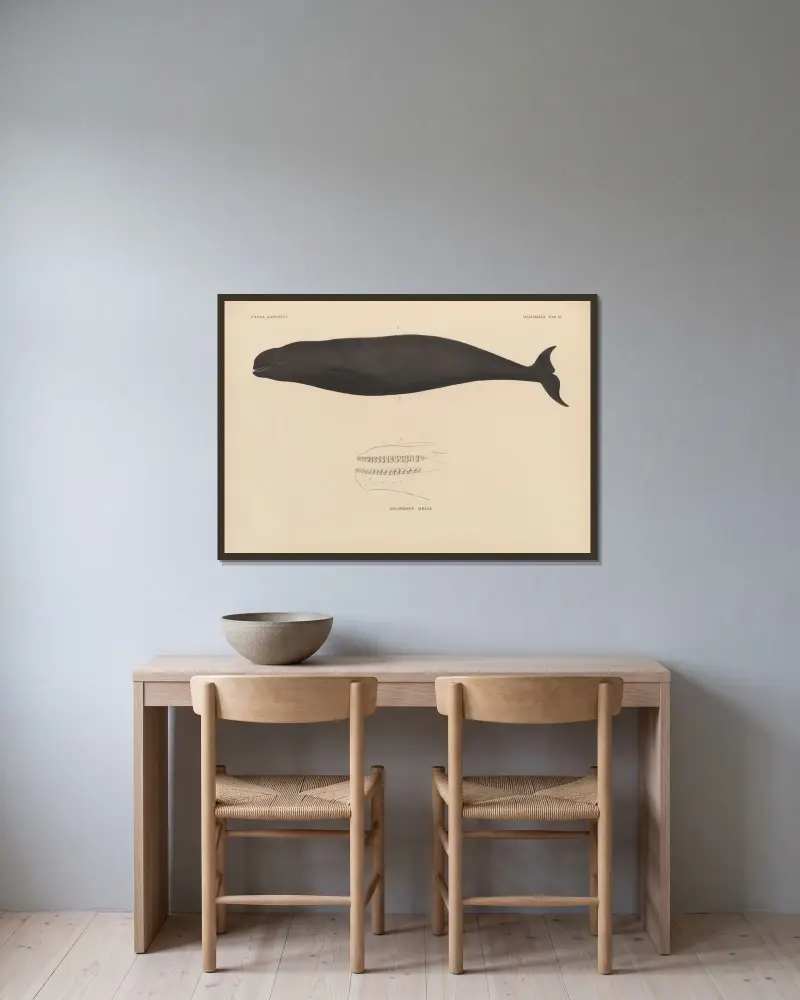 Delphinus Melas, 1833 – Nr. 2 von Coenraad Jacob Temminck gerahmt an einer Wand