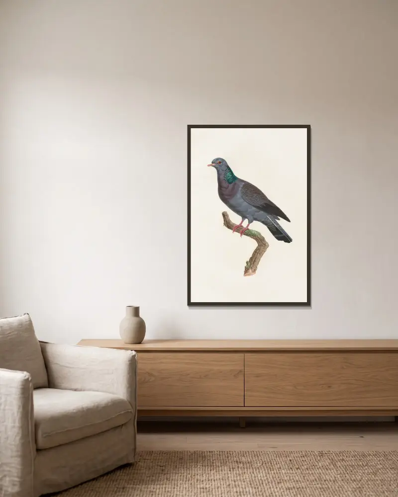 Les pigeons Pl.22 av Coenraad Jacob Temminck inramad på en vägg