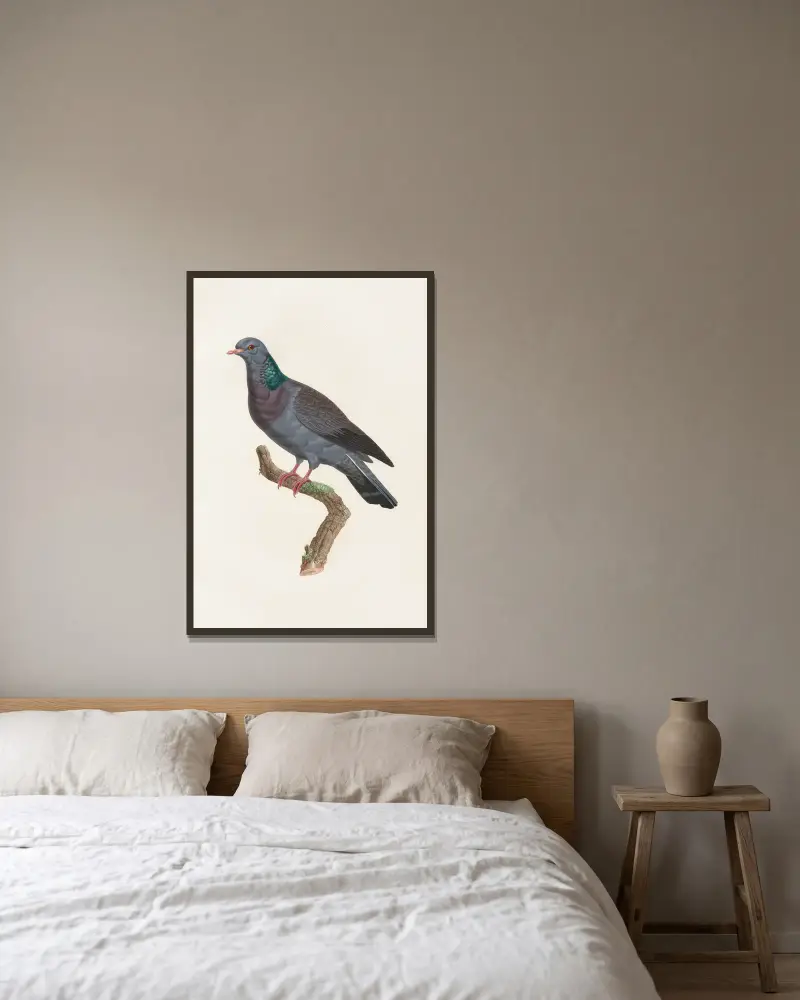 Les pigeons Pl.22 av Coenraad Jacob Temminck inramad på en vägg