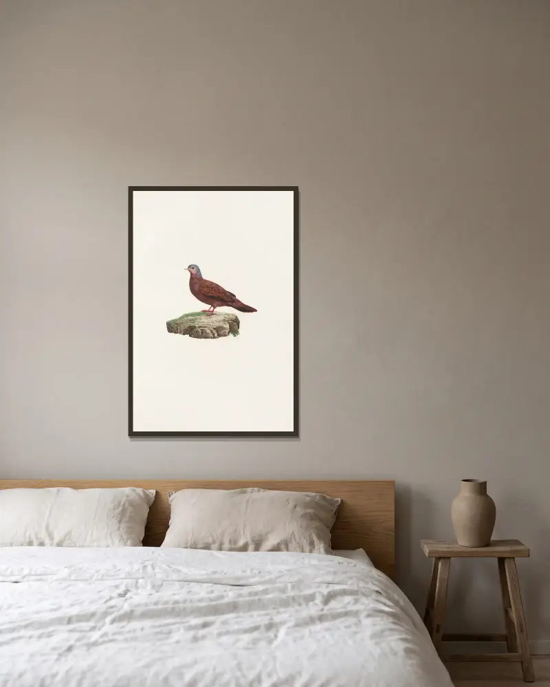 Tauben (Les pigeons Pl.83) von Coenraad Jacob Temminck gerahmt an einer Wand