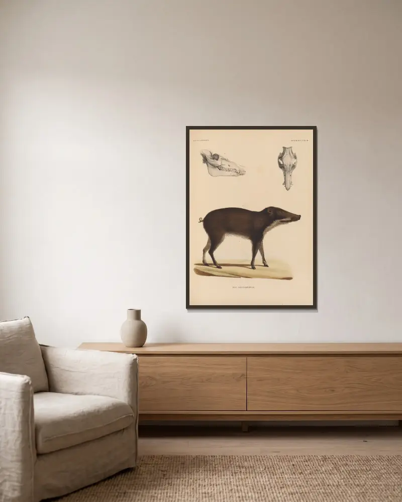 Sus Leucomystax von Coenraad Jacob Temminck gerahmt an einer Wand