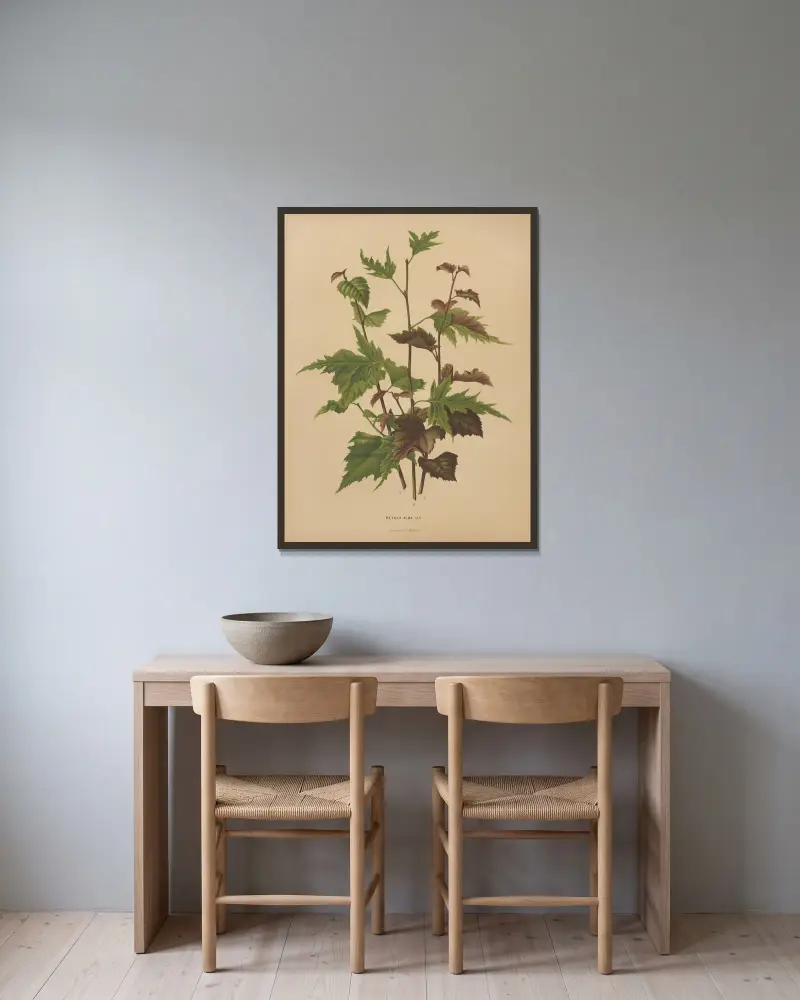 Betula Alba Var. av Abraham Jacobus Wendel inramad på en vägg