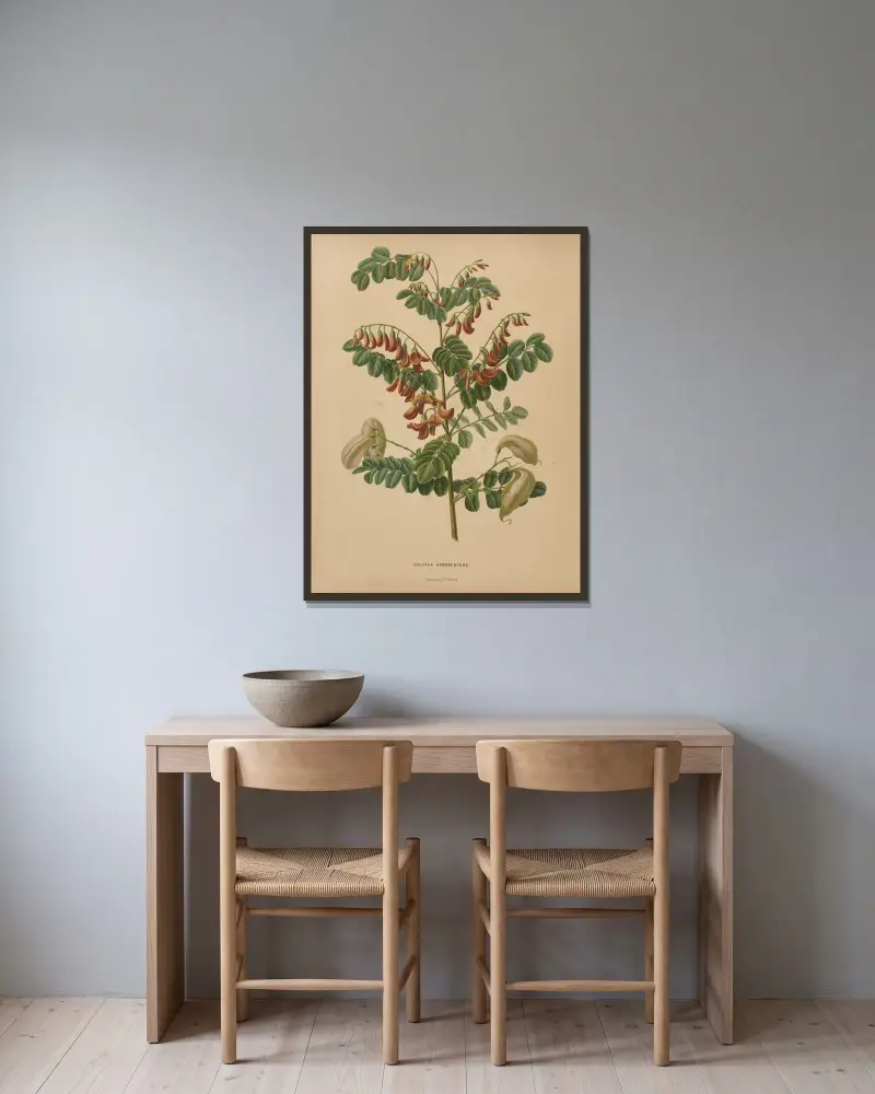 Colutea Arborescens av Abraham Jacobus Wendel inramad på en vägg