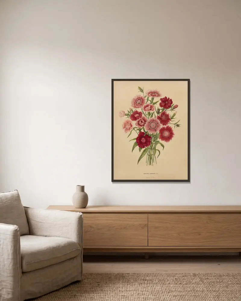 Dianthus Chinensis Var. av Abraham Jacobus Wendel inramad på en vägg