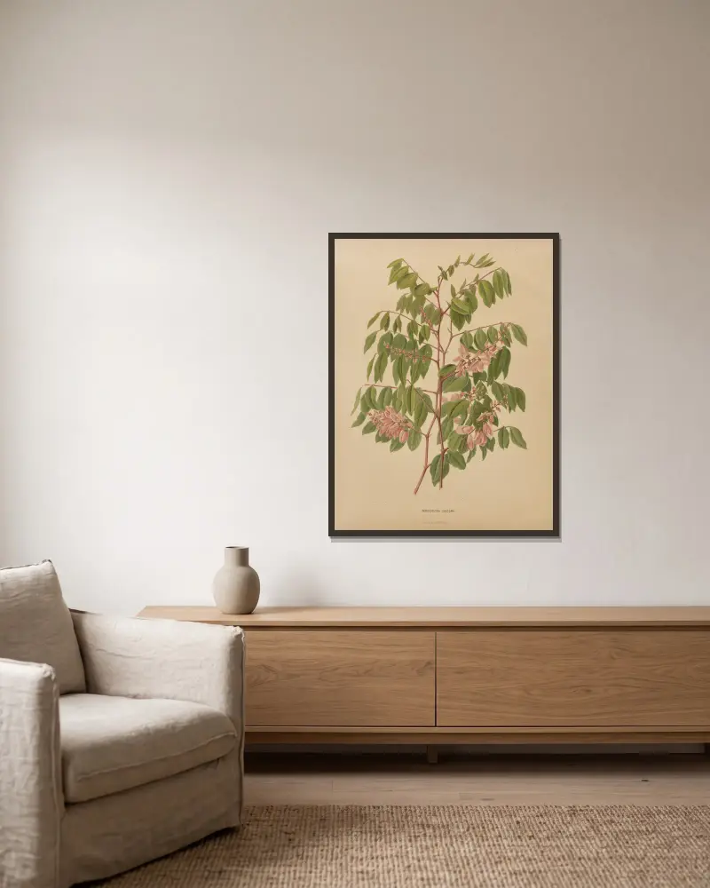 Indigofera Decora av Abraham Jacobus Wendel inramad på en vägg