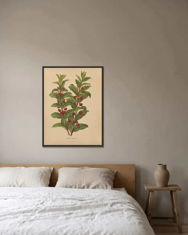 Lonicera Ledebouri av Abraham Jacobus Wendel inramad på en vägg