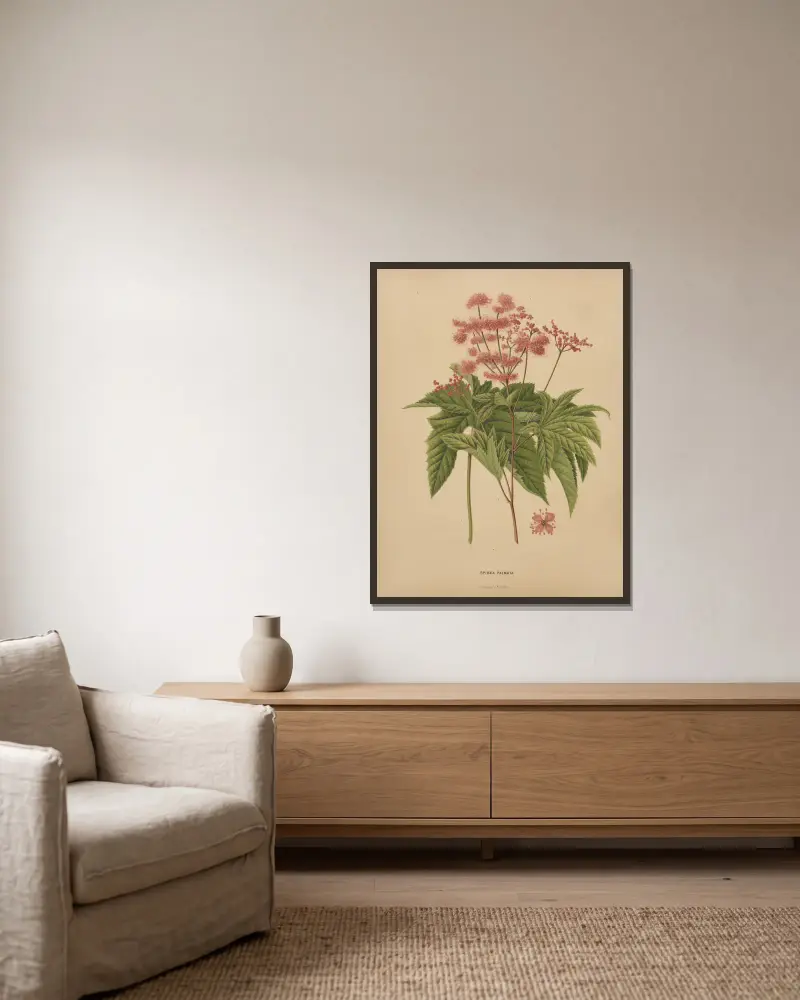 Spiraea Palmata av Abraham Jacobus Wendel inramad på en vägg