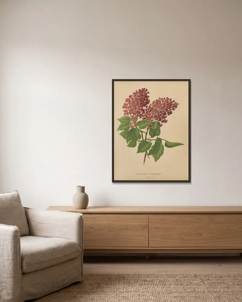 Syringa Vulgaris Var Aline Mocoueris von Abraham Jacobus Wendel gerahmt an einer Wand