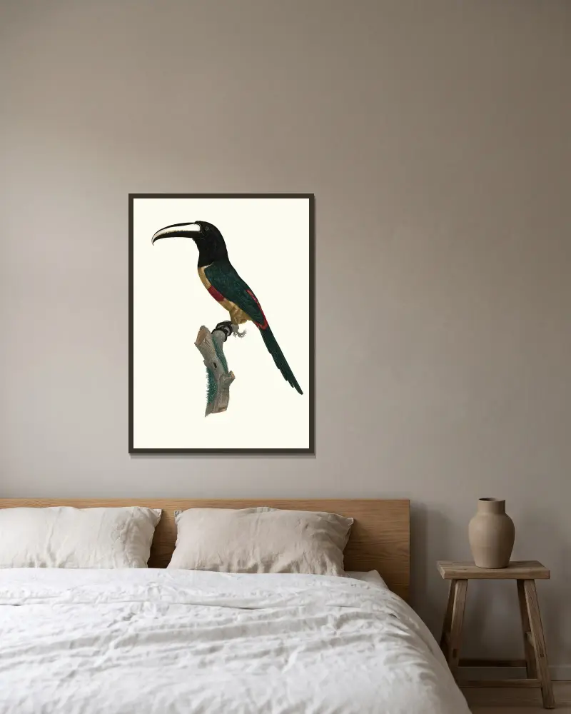 Aracari med rött band av Jacques Barraband inramad på en vägg