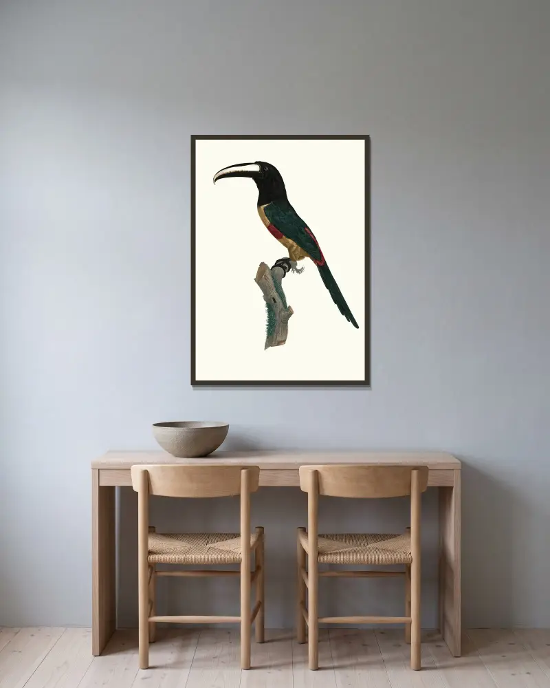 Aracari med rött band av Jacques Barraband inramad på en vägg