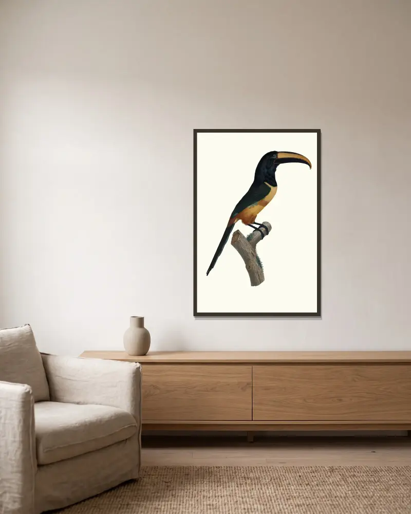 Der Aracari mit rotem Band in hohem Alter von Jacques Barraband gerahmt an einer Wand