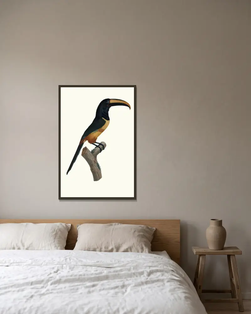 Der Aracari mit rotem Band in hohem Alter von Jacques Barraband gerahmt an einer Wand
