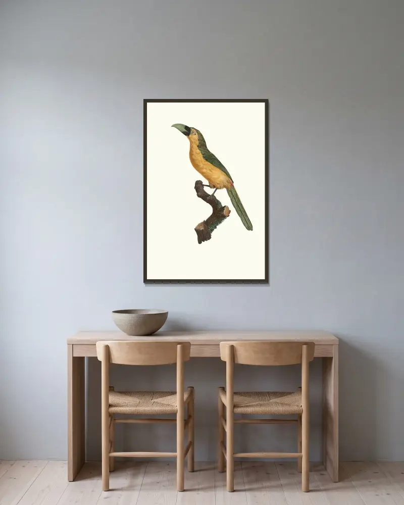 L’Aracari baillon. av Jacques Barraband inramad på en vägg