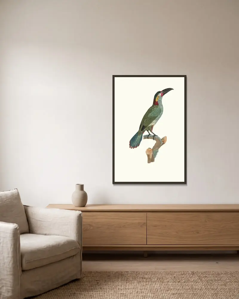 Aracari Koulik, hona av Jacques Barraband inramad på en vägg