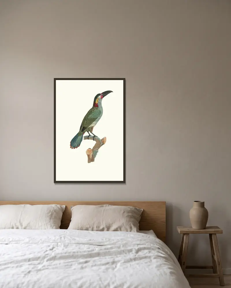 Aracari Koulik, hona av Jacques Barraband inramad på en vägg