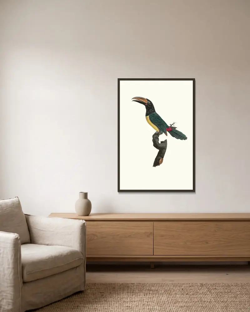 Grüner Aracari, Männchen von Jacques Barraband gerahmt an einer Wand