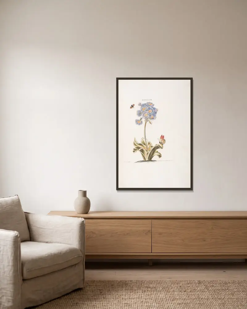 Auricula III, Christoph Jakob Trew w ramie na ścianie