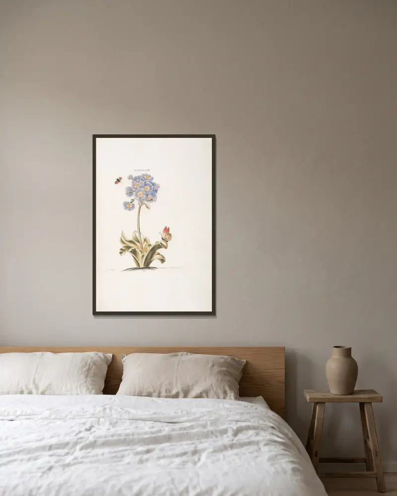 Auricula III, Christoph Jakob Trew w ramie na ścianie