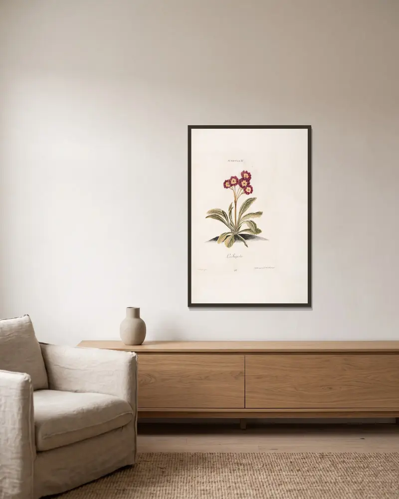 Auricula IV. La Superbe, Christoph Jakob Trew w ramie na ścianie