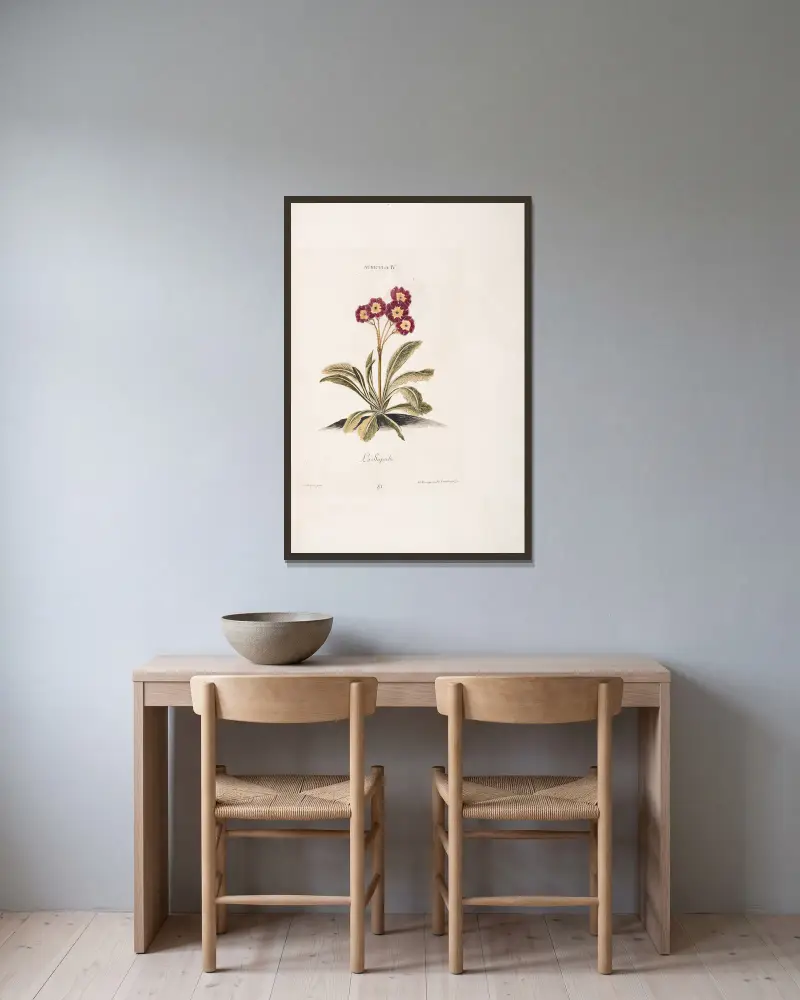 Auricula IV. La Superbe, Christoph Jakob Trew w ramie na ścianie