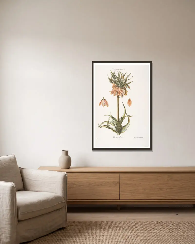 Corona Imperialis III. Orange Kron von Christoph Jakob Trew gerahmt an einer Wand