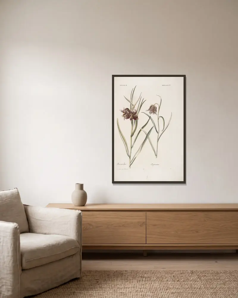 Fritillaria III et IV. Alexander. Asgraauw av Christoph Jakob Trew inramad på en vägg