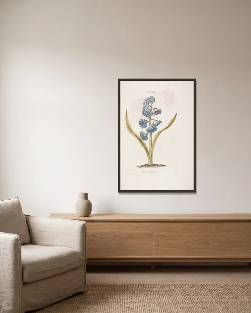 Hyacinthus III. Overvinnaer av Christoph Jakob Trew inramad på en vägg
