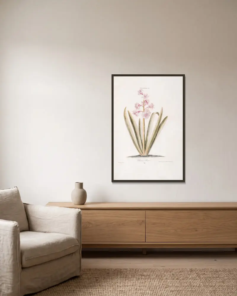 Hyacinthus X. Province Rose av Christoph Jakob Trew inramad på en vägg
