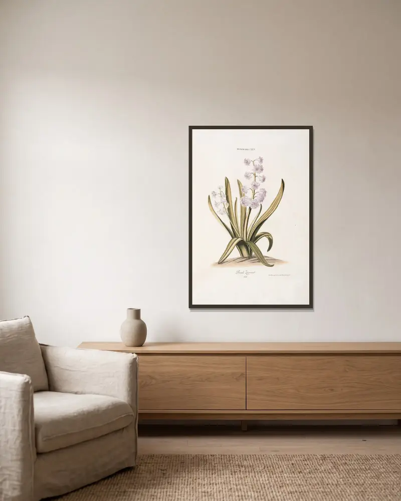 Hyacinthus XIV. Praal Zieraat von Christoph Jakob Trew gerahmt an einer Wand