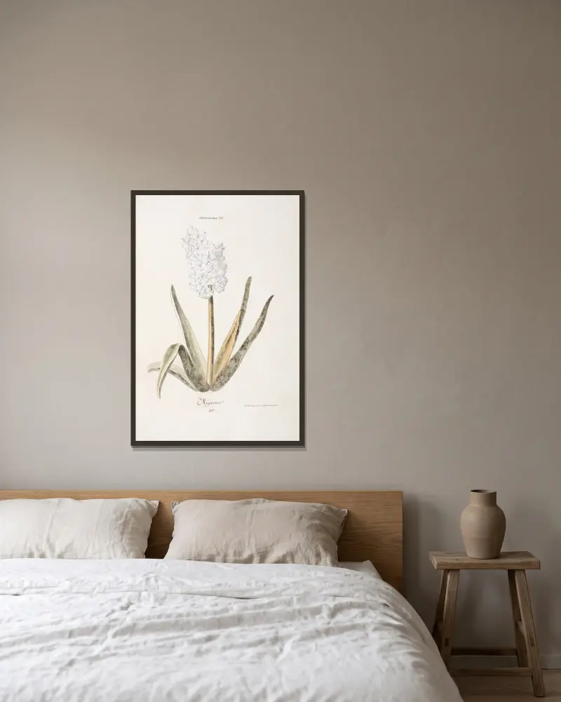 Hyacinthus XV. Mignonne von Christoph Jakob Trew gerahmt an einer Wand