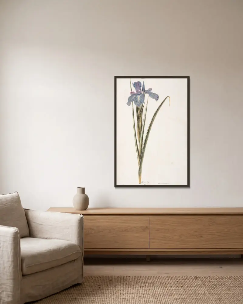 Iris III. Andromeda, Christoph Jakob Trew w ramie na ścianie