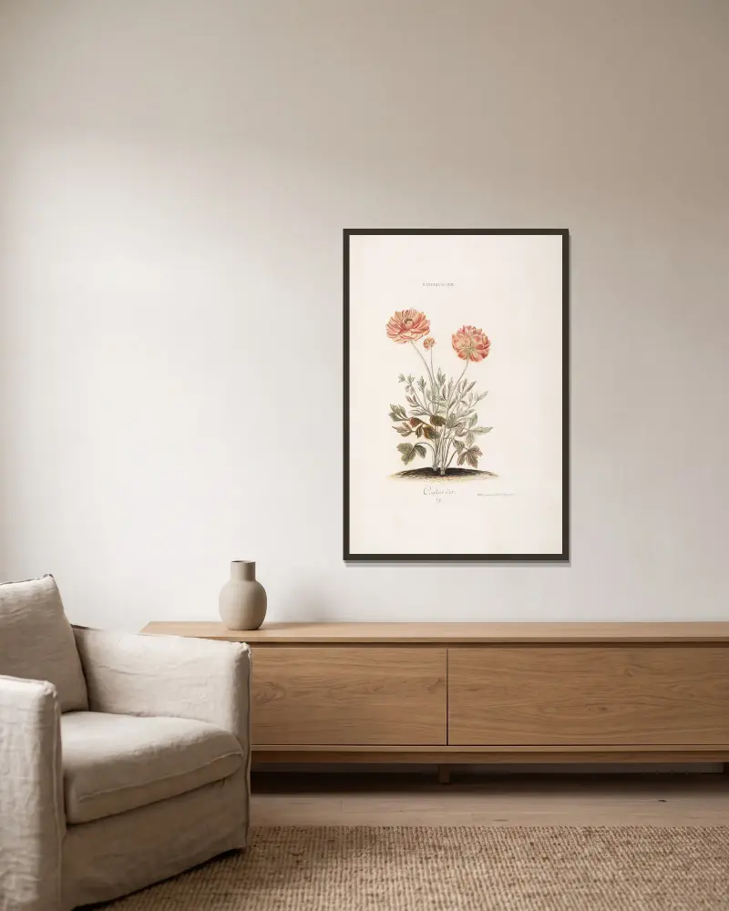 Ranunculus VII. Couleur d’or, Christoph Jakob Trew v rámu na stěně
