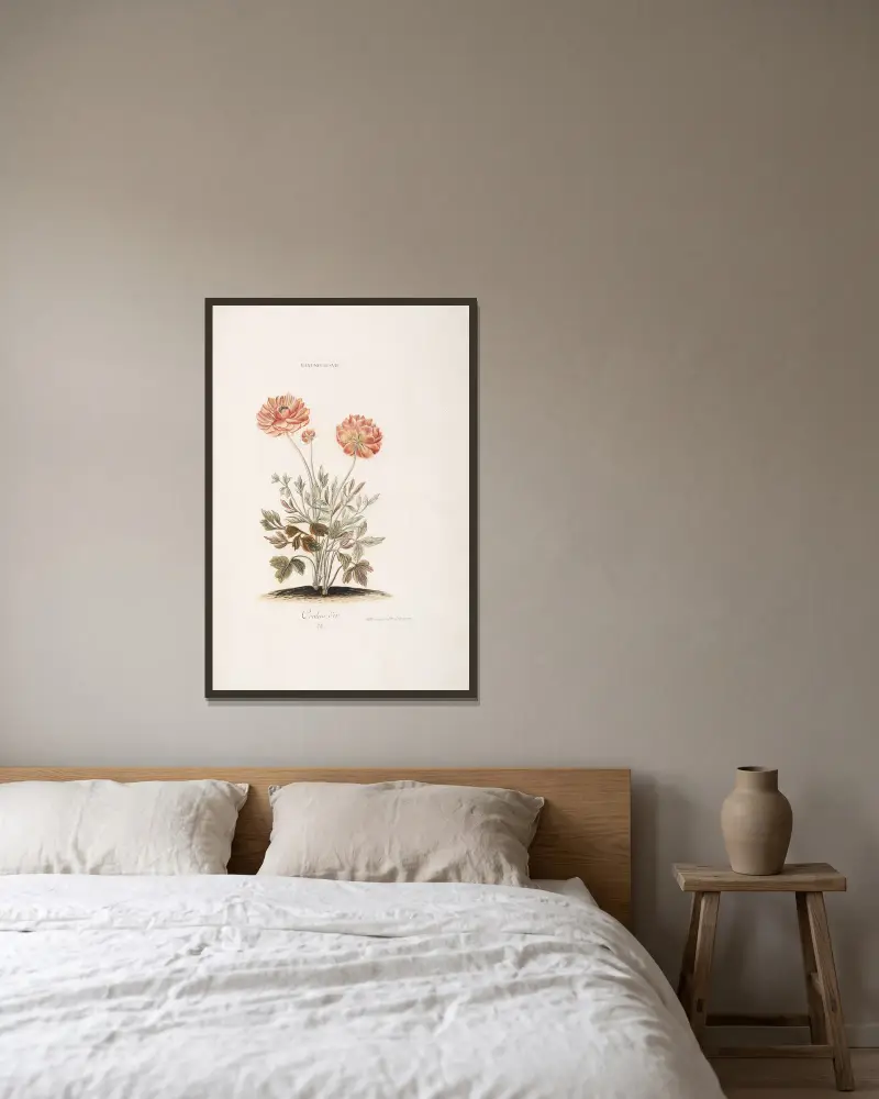 Ranunculus VII. Couleur d’or, Christoph Jakob Trew v rámu na stěně