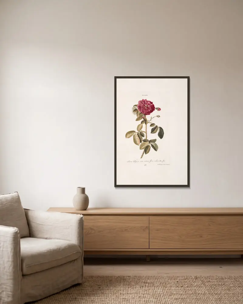 Rosa IX. Rosa belgica, siue uitrea, flore rubro av Christoph Jakob Trew inramad på en vägg