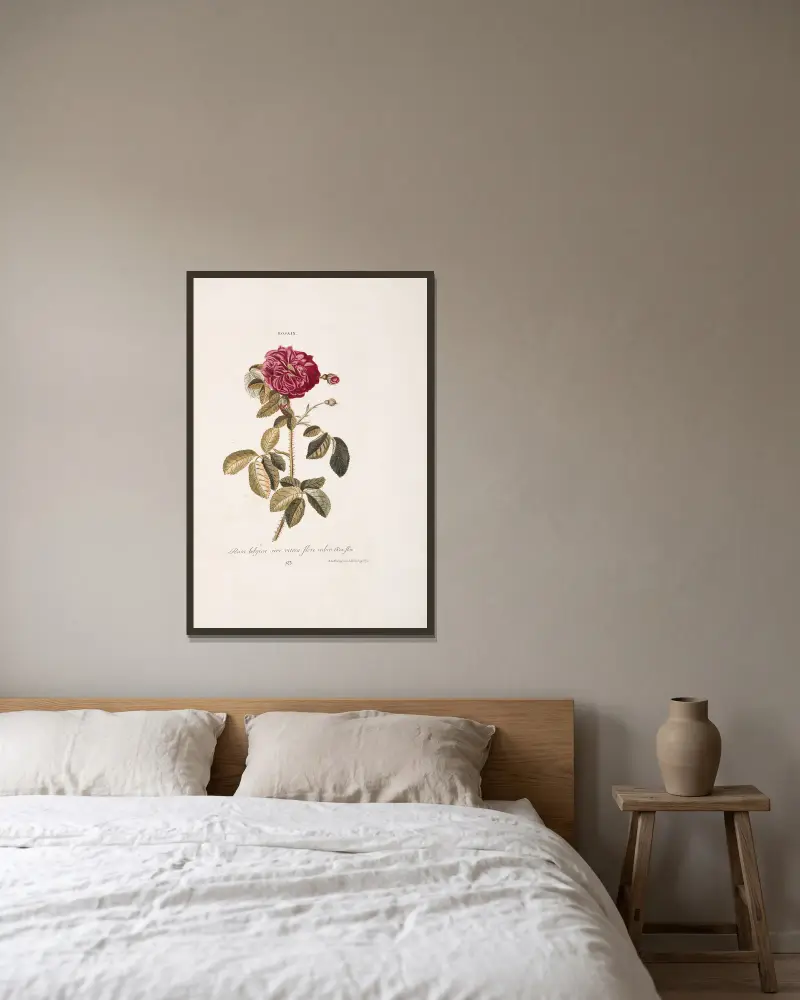 Rosa IX. Rosa belgica, siue uitrea, flore rubro av Christoph Jakob Trew inramad på en vägg