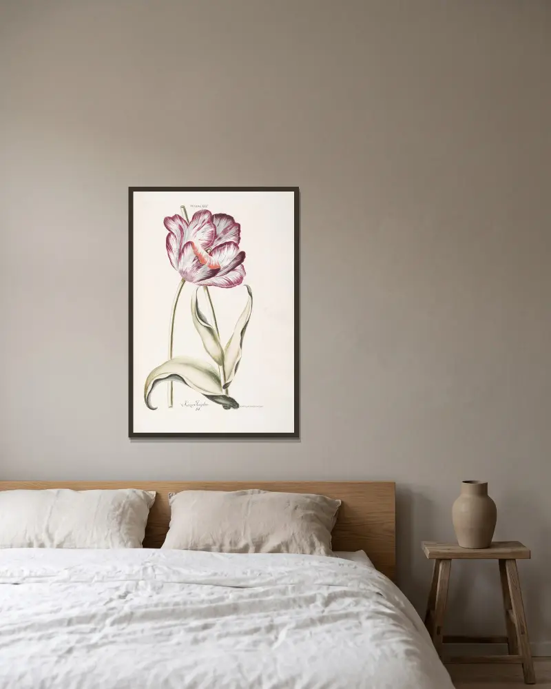 Tulipa XIV. Keizer Iosephus, Christoph Jakob Trew v rámu na stěně