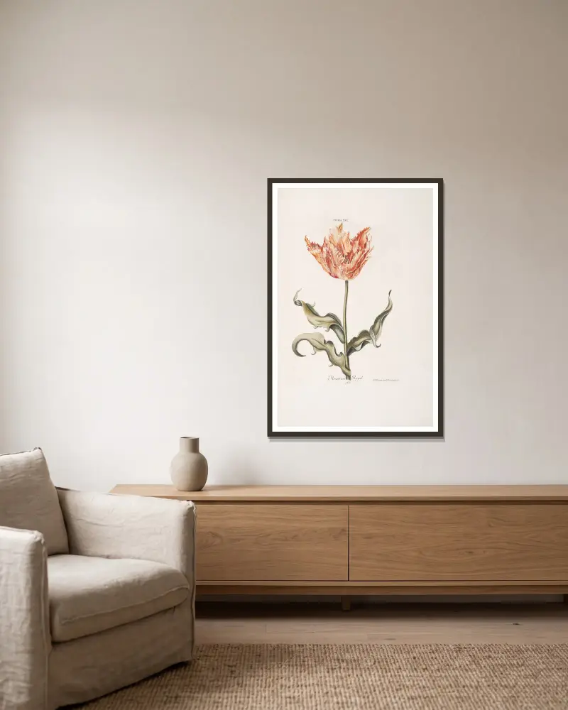Tulipa XVI. Monstrosa Royale, Christoph Jakob Trew w ramie na ścianie