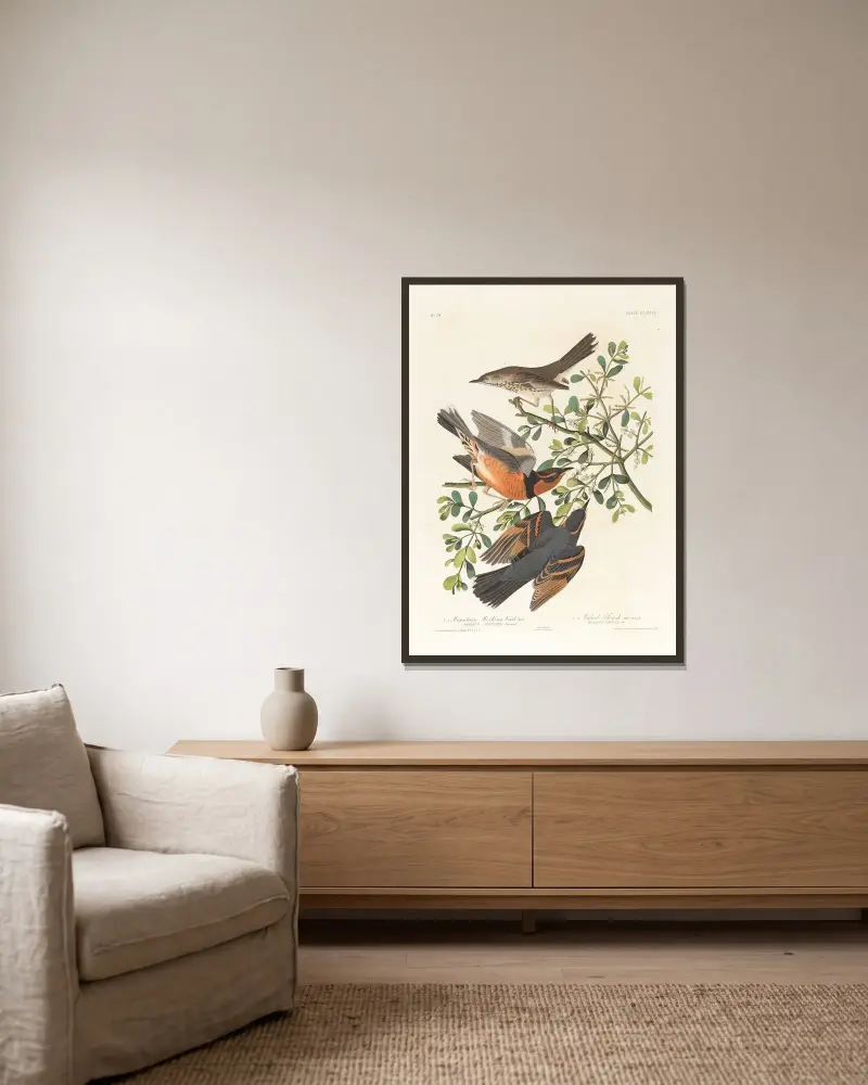 1. Bergshärmfågel, hane. 2., 3. Broktrast, hane och hona av John James Audubon inramad på en vägg