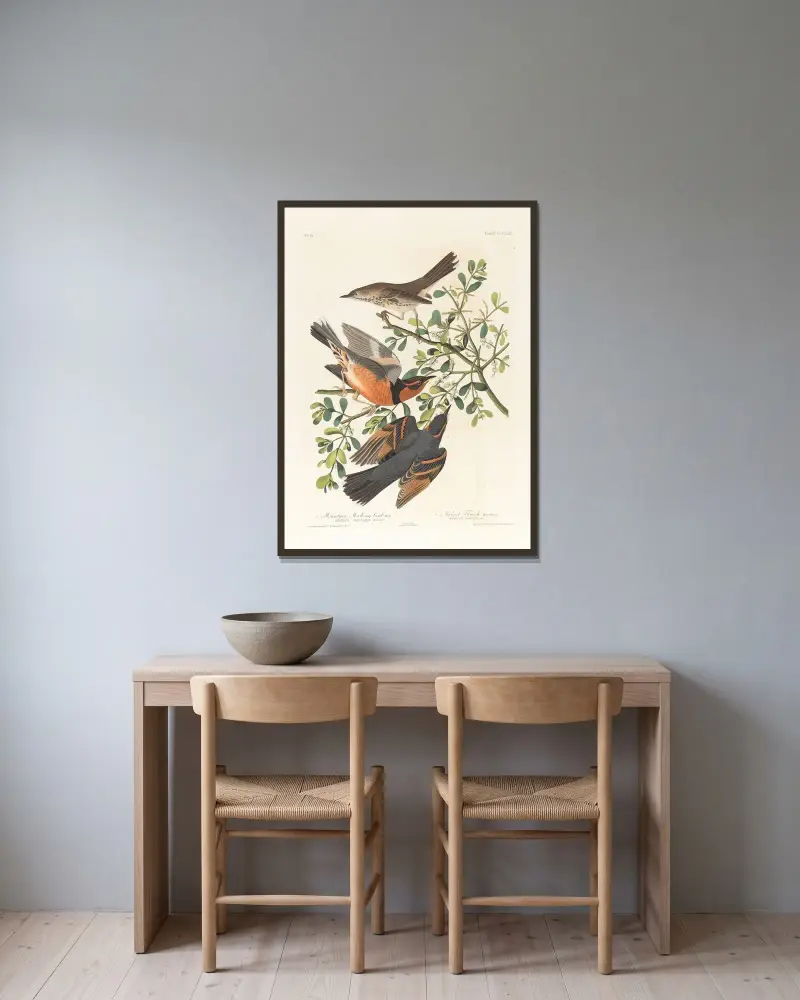 1. Bergshärmfågel, hane. 2., 3. Broktrast, hane och hona av John James Audubon inramad på en vägg