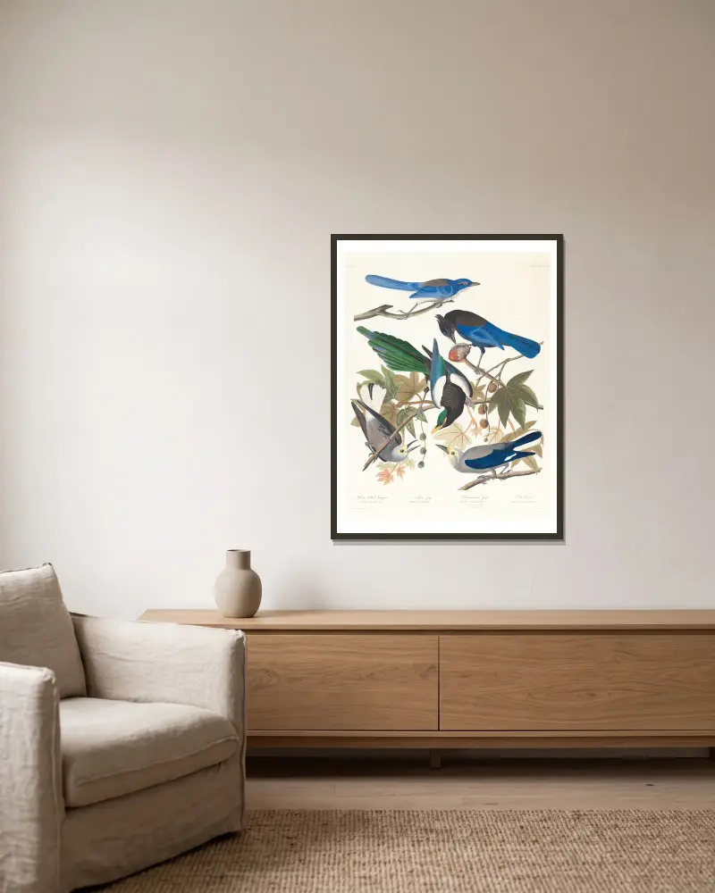 1. Gulsnäbbad skata. 2. Stellerskrika. 3. Ultramarinskrika. 4, 5. Clarks nötkråka av John James Audubon inramad på en vägg