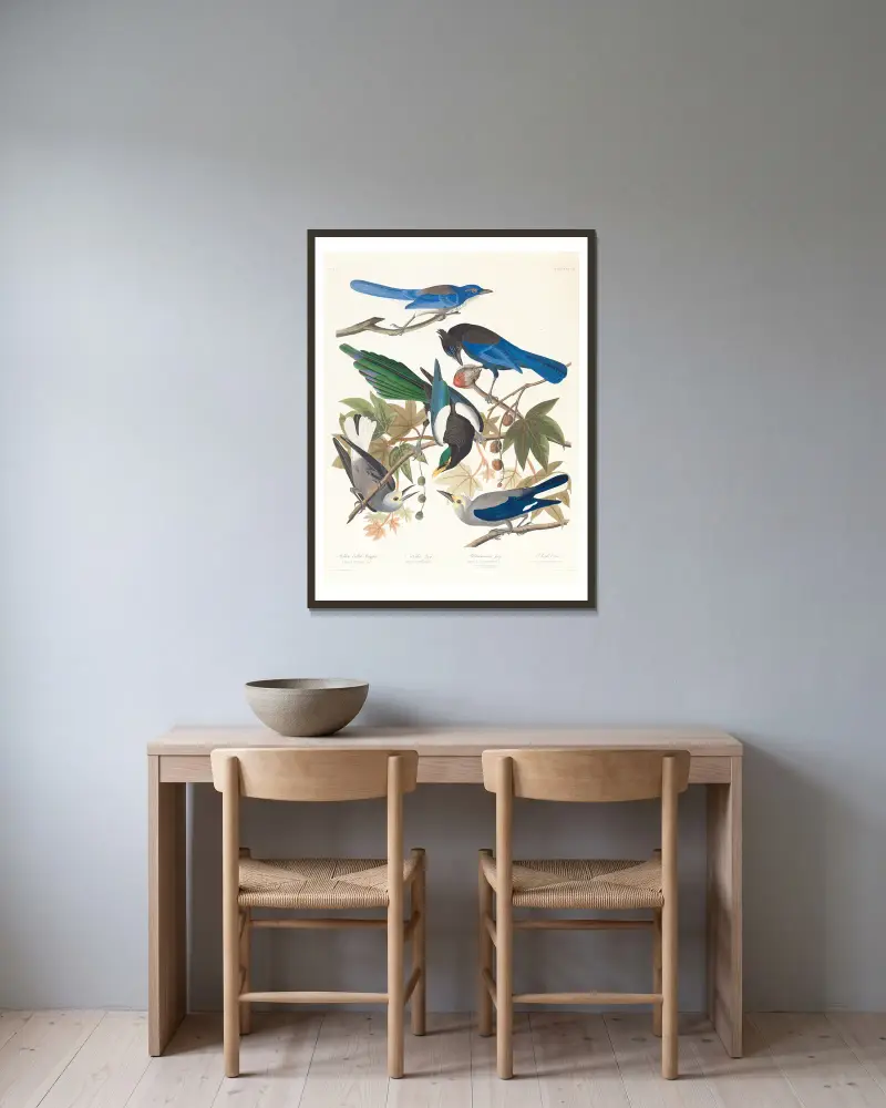 1. Gulsnäbbad skata. 2. Stellerskrika. 3. Ultramarinskrika. 4, 5. Clarks nötkråka av John James Audubon inramad på en vägg