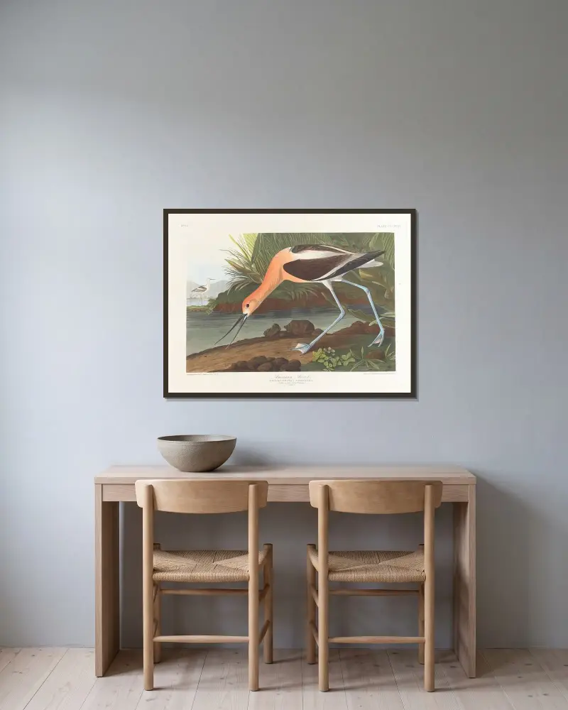 Amerikanischer Säbelschnäbler. Jungvogel im ersten Winterkleid von John James Audubon gerahmt an einer Wand